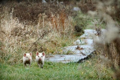 我們的環(huán)境會(huì)好嗎？——“數(shù)說(shuō)”大氣、水、土壤污染防治三大戰(zhàn)役